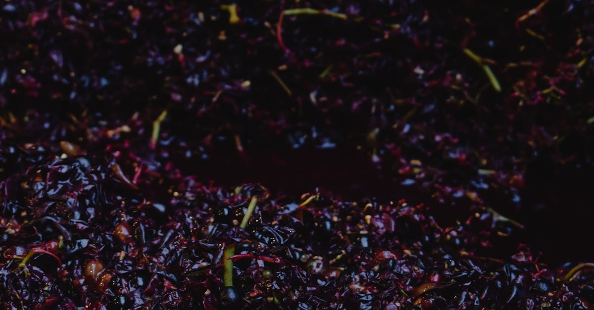 Wine Sampling Sonoma County